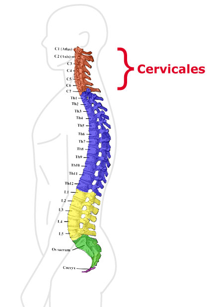 Tratamiento quiropráctico dolor cervical o cuello Madrid - Víctor Hugo